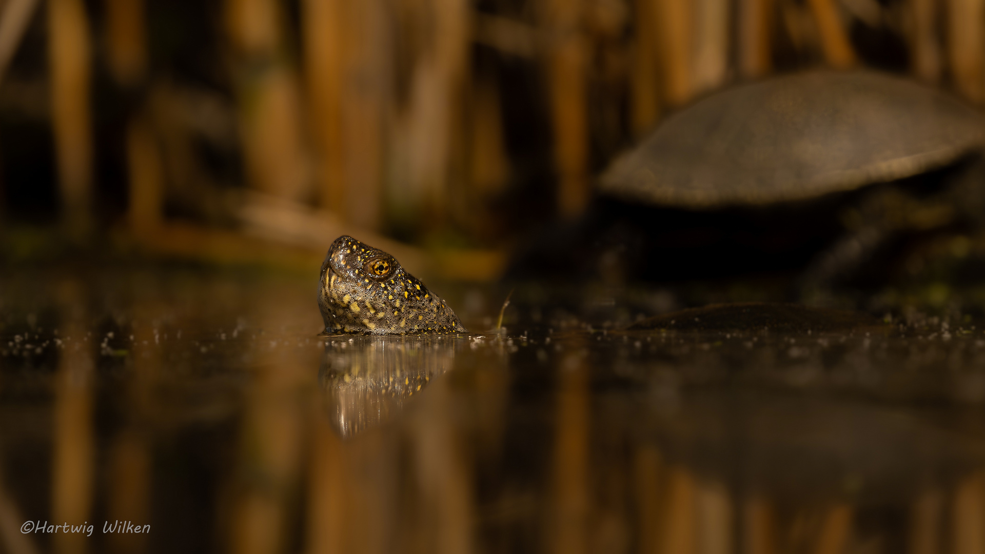 Europäische Sumpfschildkröte 1