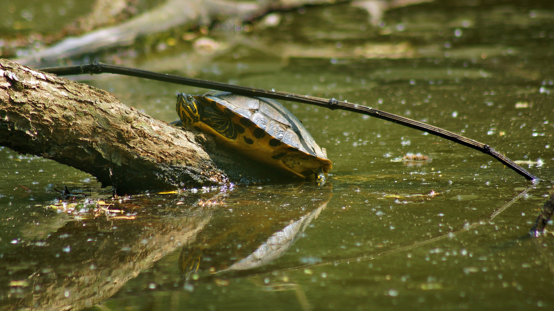 Europäische Sumpfschildkröte ?