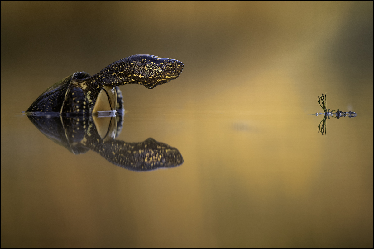 europäische Sumpfschildkröte 