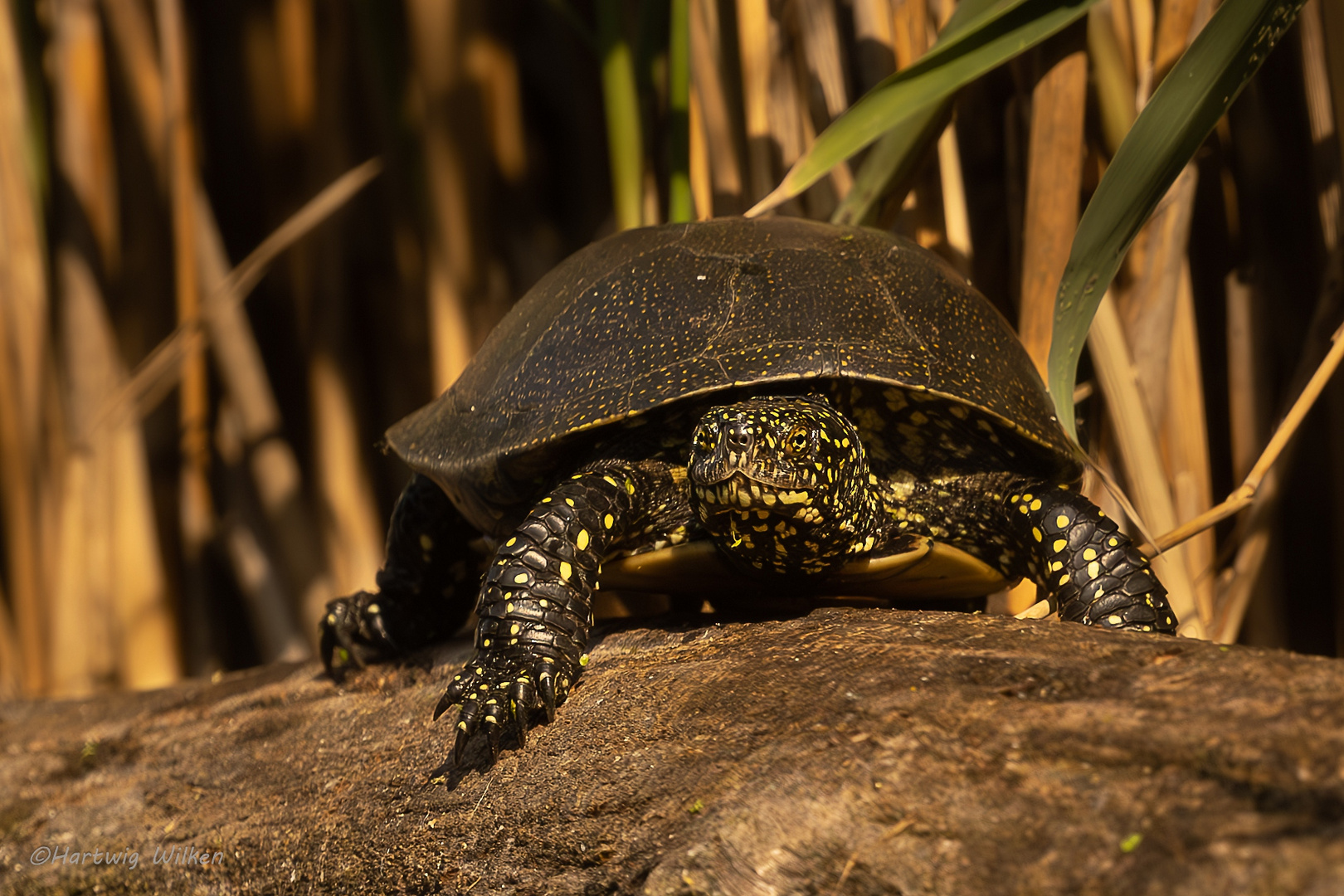 Europäische Sumpfschildkröte 2