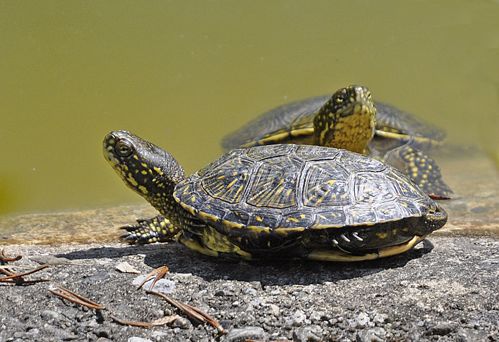 Europäische Sumpfschildkröte