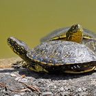 Europäische Sumpfschildkröte