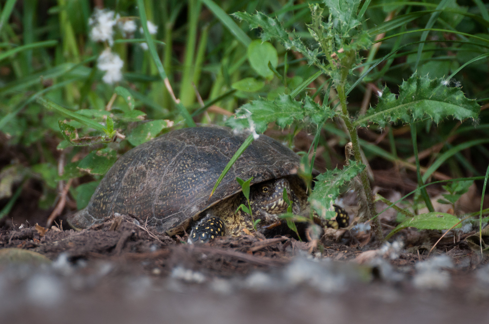 Europäische Sumpfschildkröte