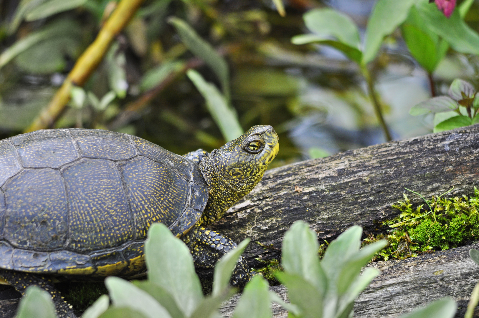 Europäische Sumpfschildkröte Foto & Bild | schweiz, wildtiere schweiz