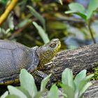 Europäische Sumpfschildkröte