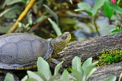 Europäische Sumpfschildkröte