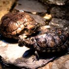 Europäische Sumpfschildkröte