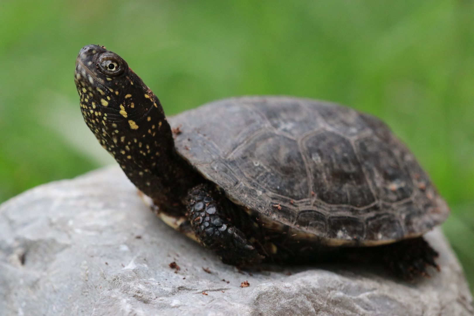 Europäische Sumpfschildkröte 