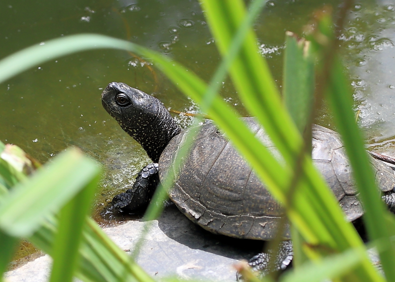 europäische Sumpfschildkröte....