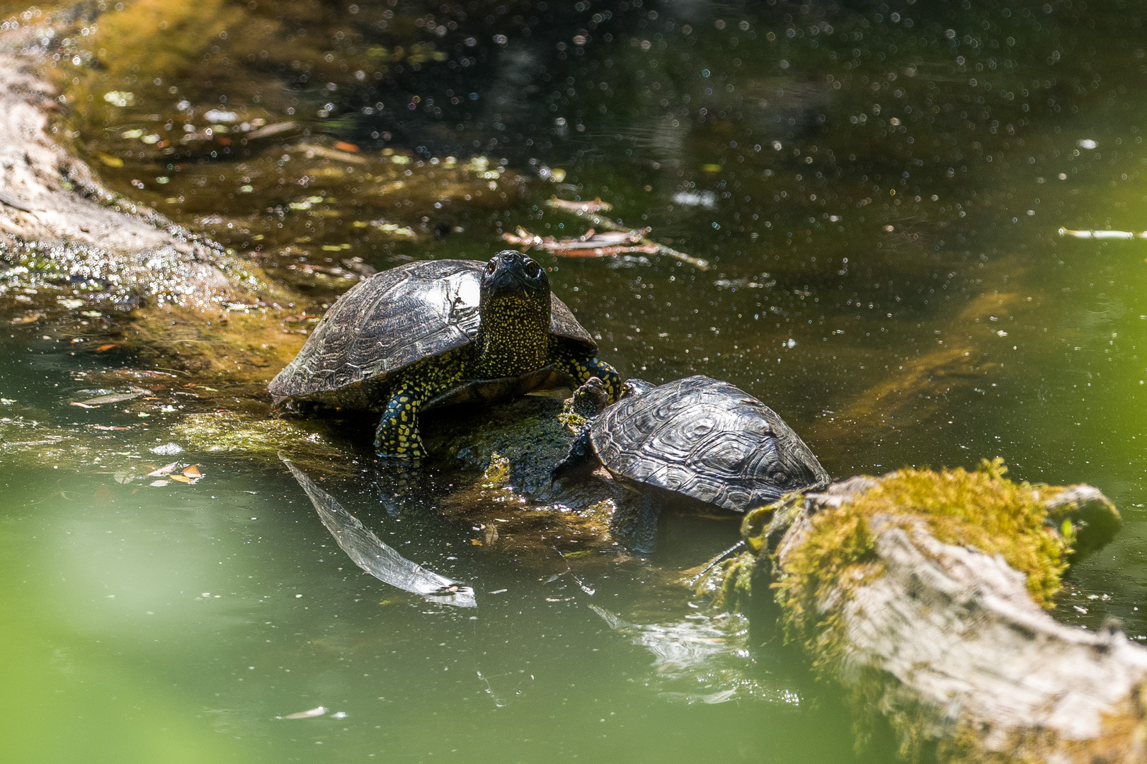 Europäische Sumpfschildkröte