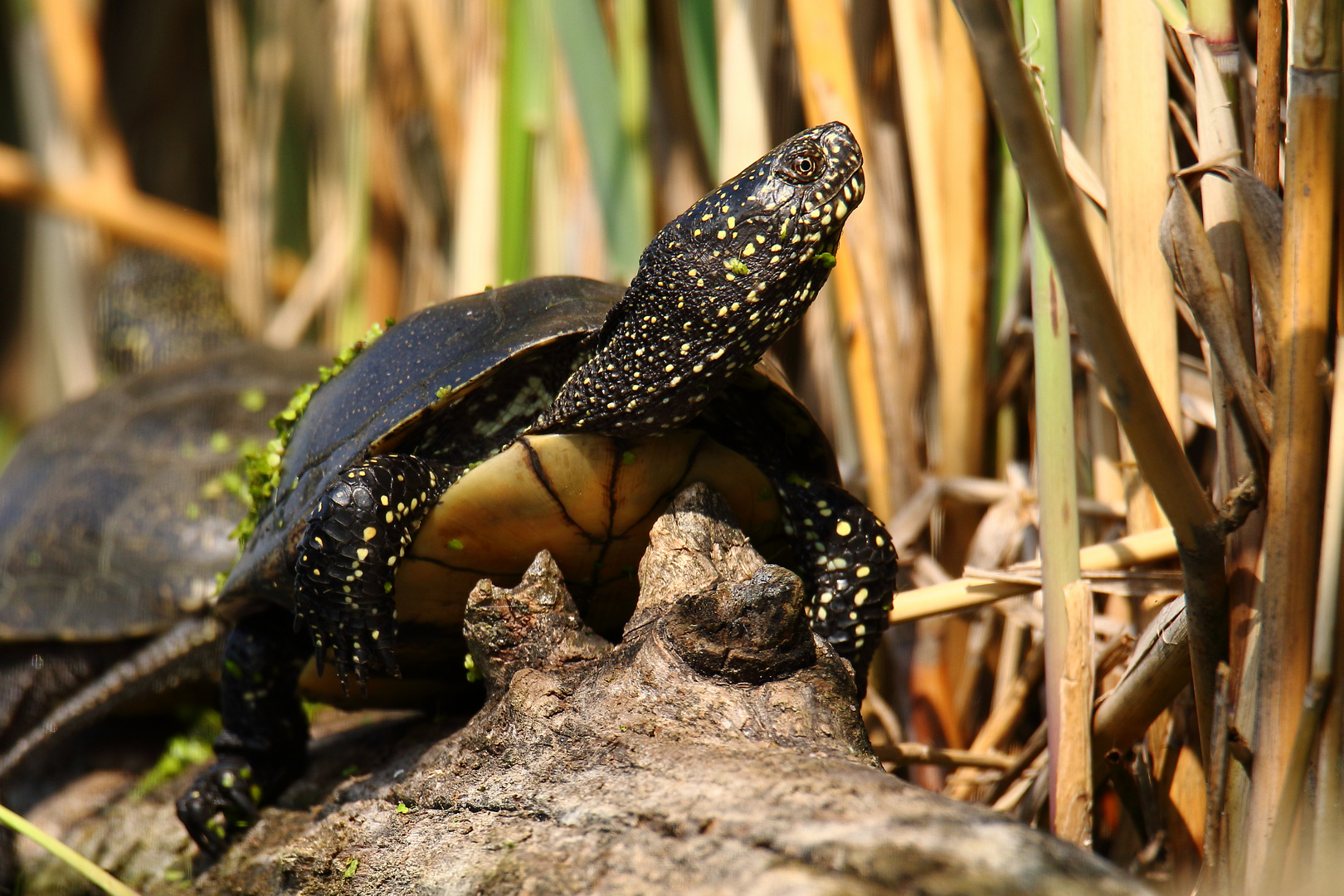 Europäische Sumpfschildkröte