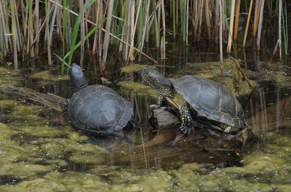 Europäische Sumpfschildkröte