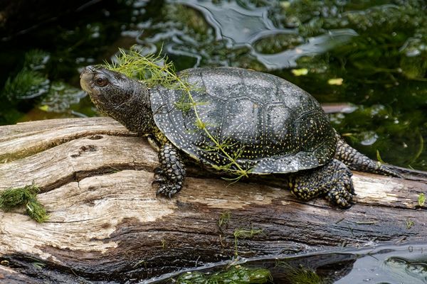 Europäische Sumpfschildkröte  