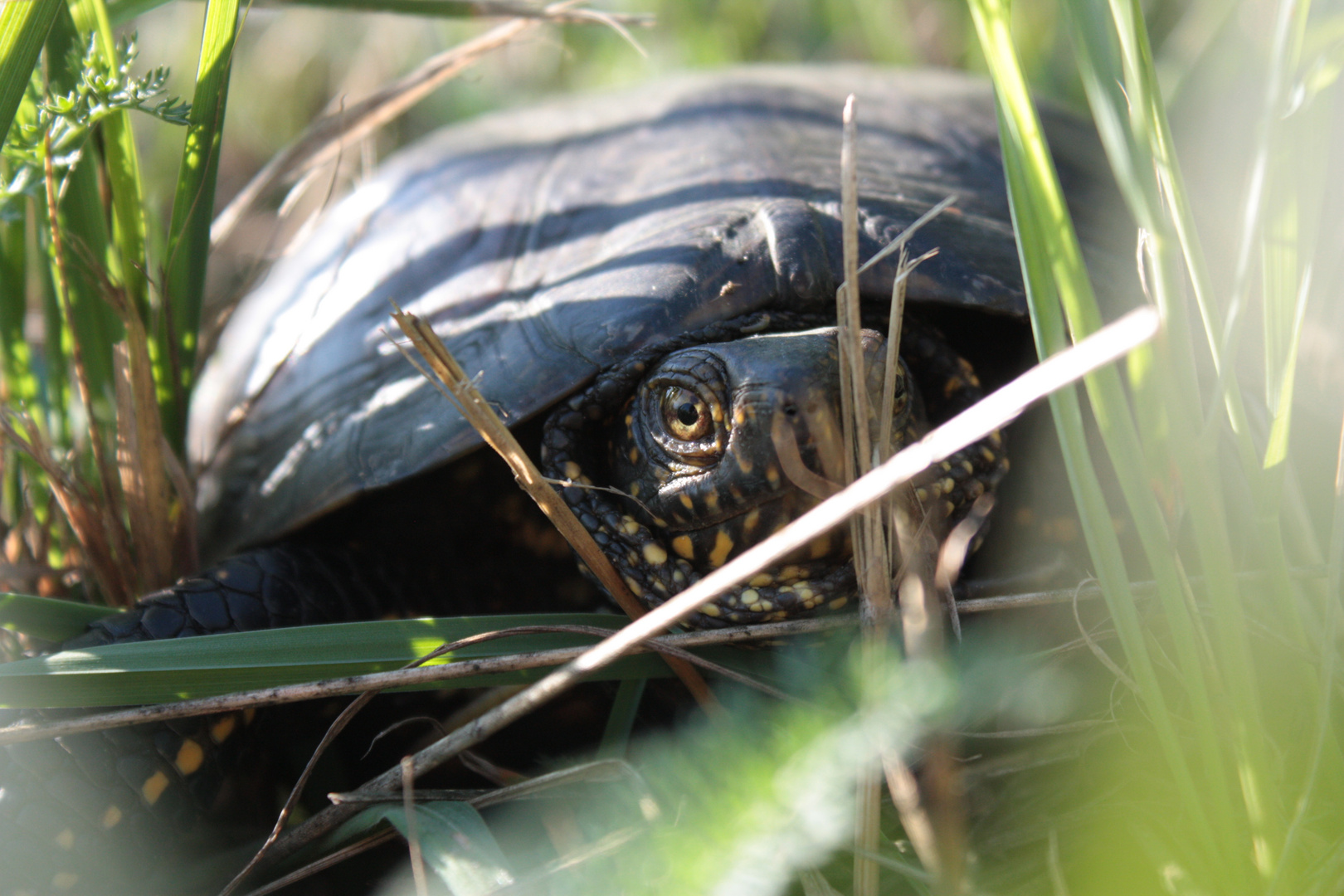 Europäische Sumpfschildkröte.