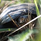 Europäische Sumpfschildkröte.