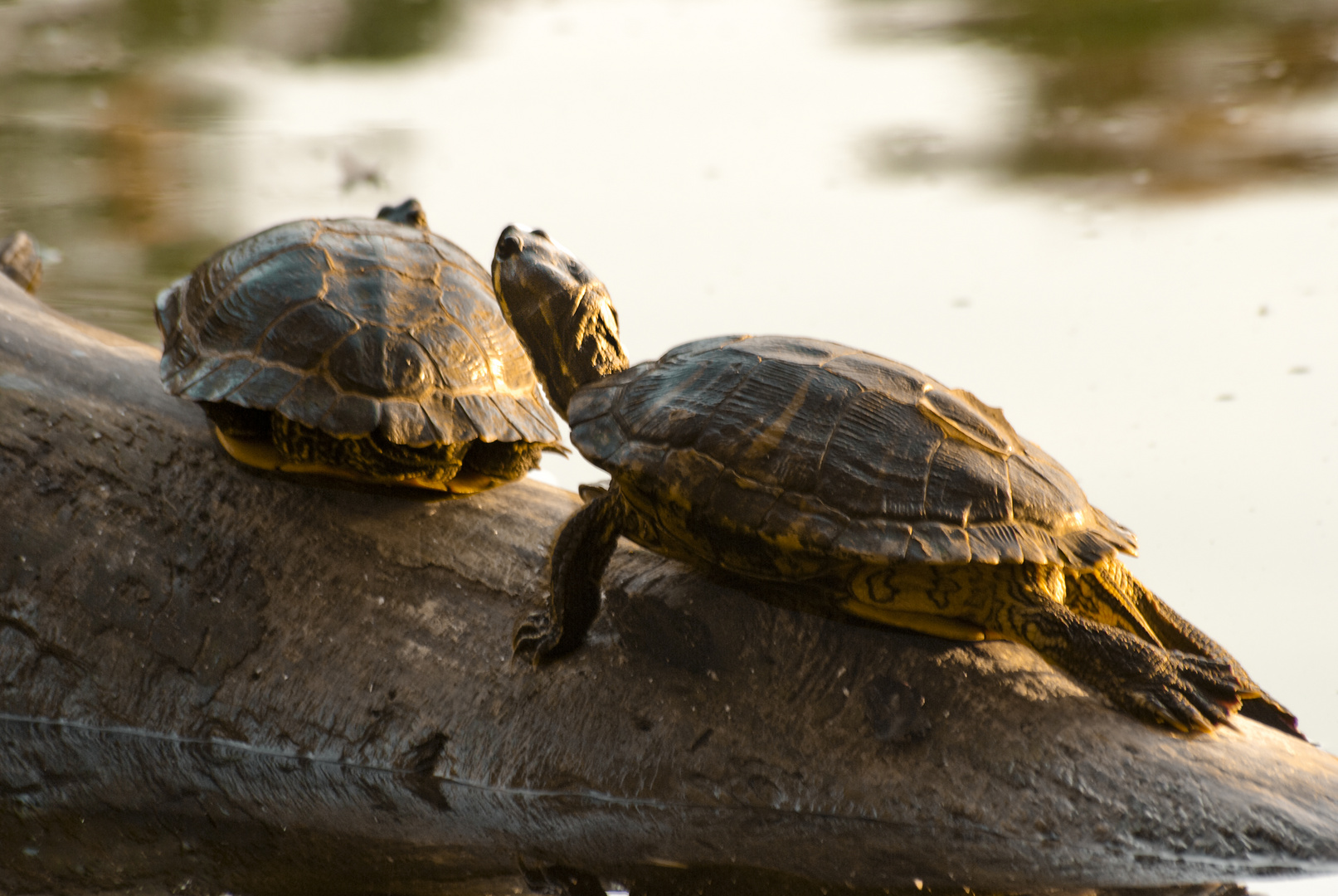 Europäische Sumpfschildkröte