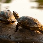 Europäische Sumpfschildkröte