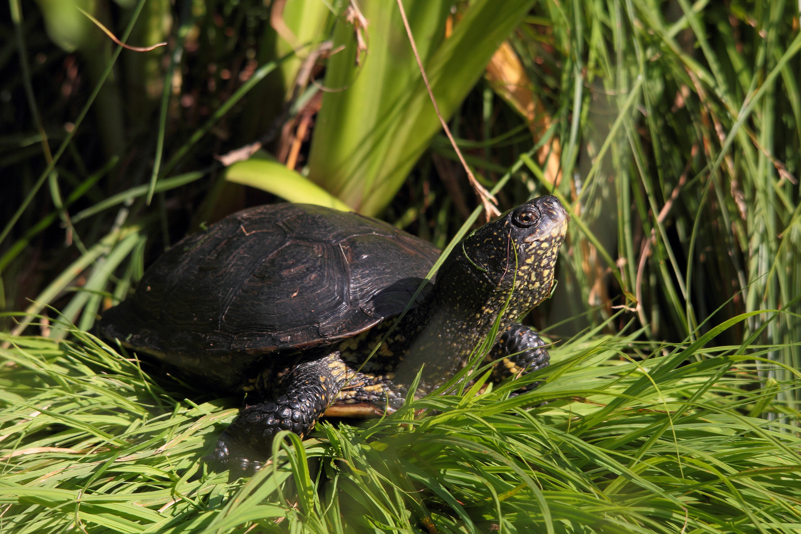 europäische sumpfschildkröte...