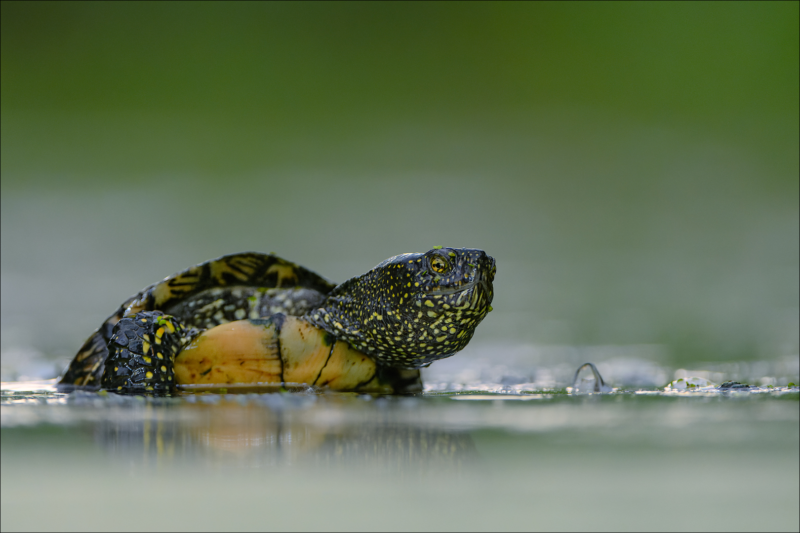 Europäische Sumpfschildkröte