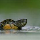 Europäische Sumpfschildkröte