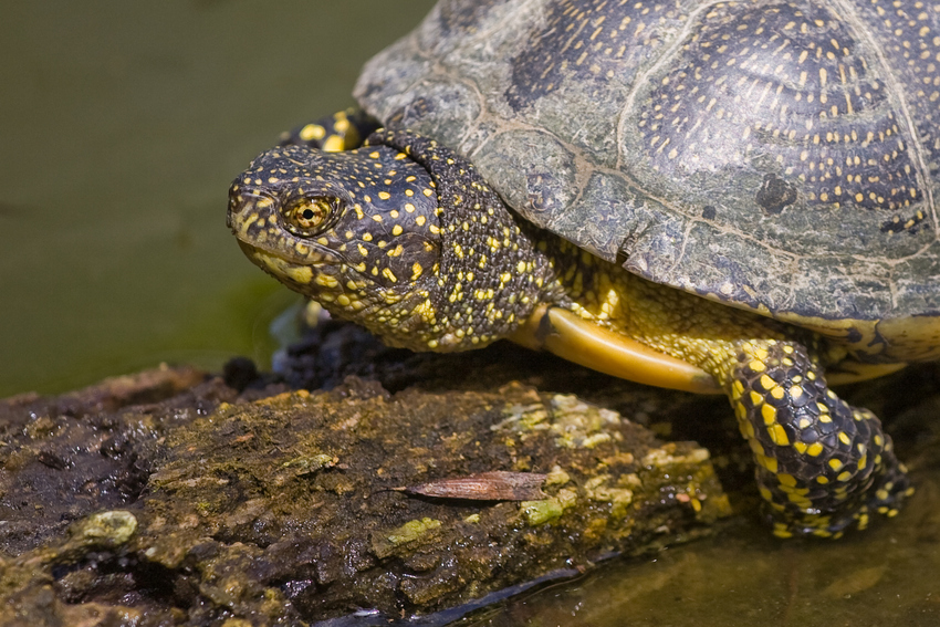 Europäische Sumpfschildkröte