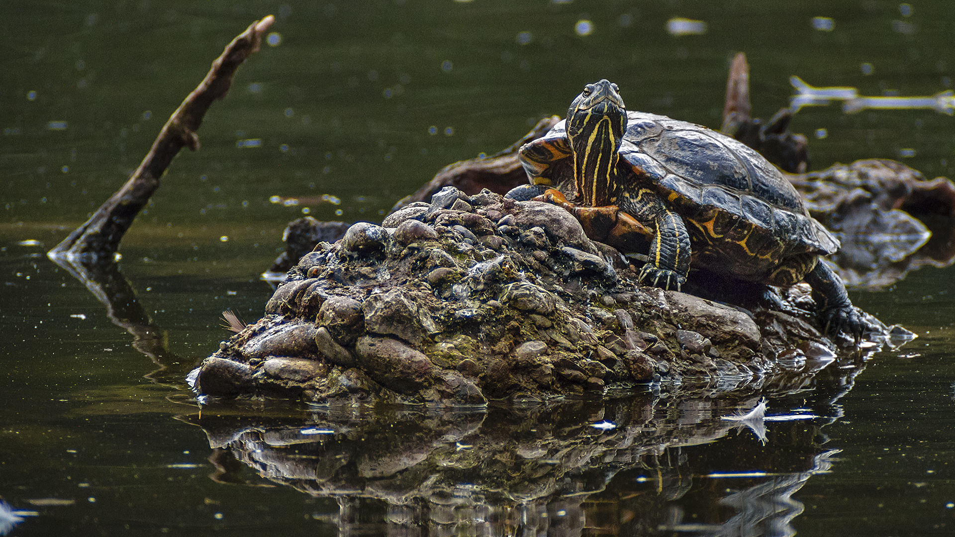 EUROPÄISCHE SUMPFSCHILDKRÖTE Foto & Bild tiere, zoo, wildpark