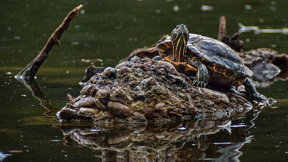 EUROPÄISCHE SUMPFSCHILDKRÖTE Foto & Bild tiere, zoo, wildpark