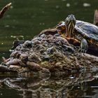 EUROPÄISCHE SUMPFSCHILDKRÖTE