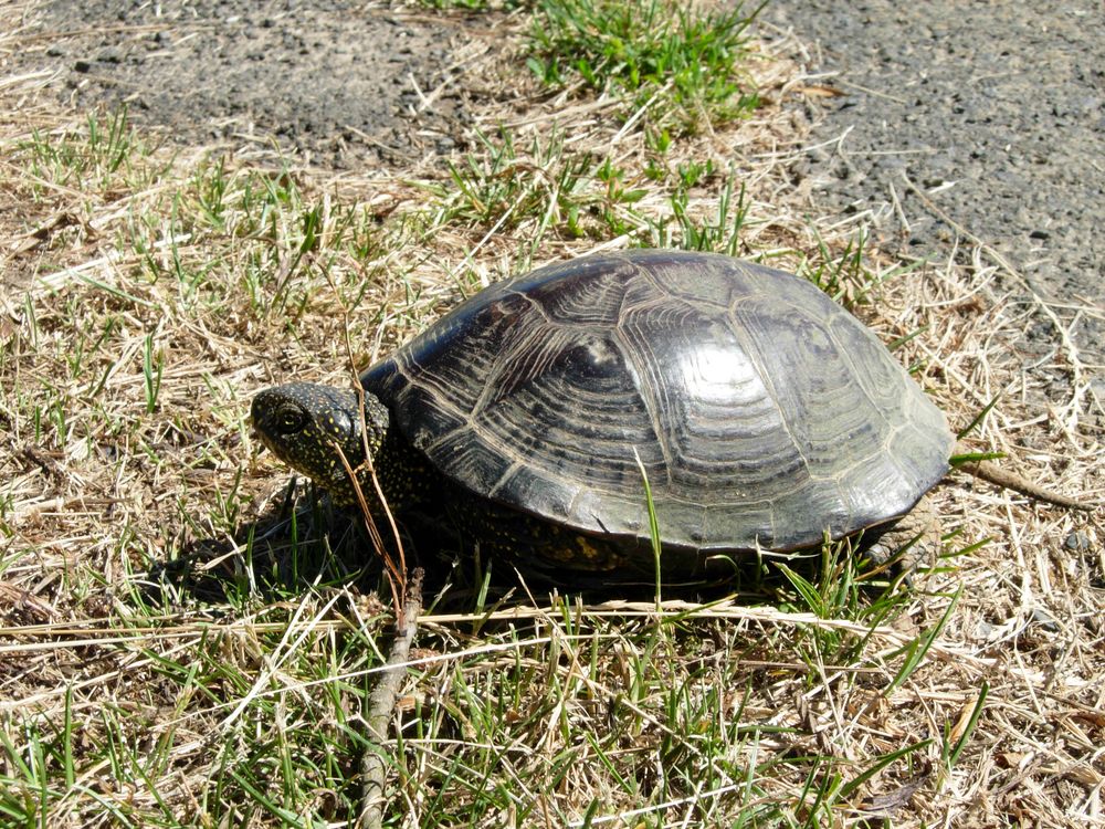 Europäische Sumpfschildkröte Foto & Bild | tiere, wildlife, natur