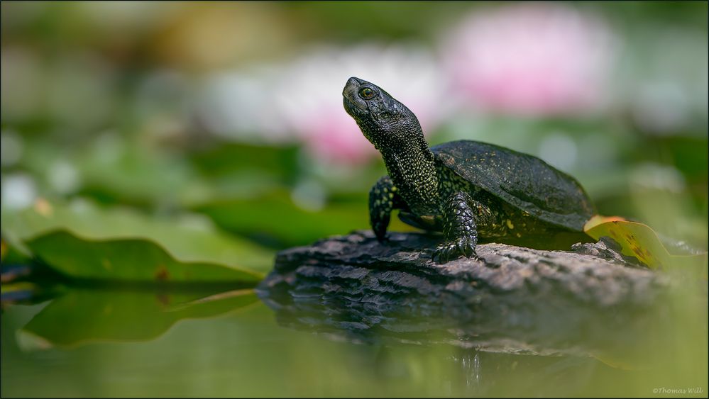 [  Europäische Sumpfschildkröte  ]