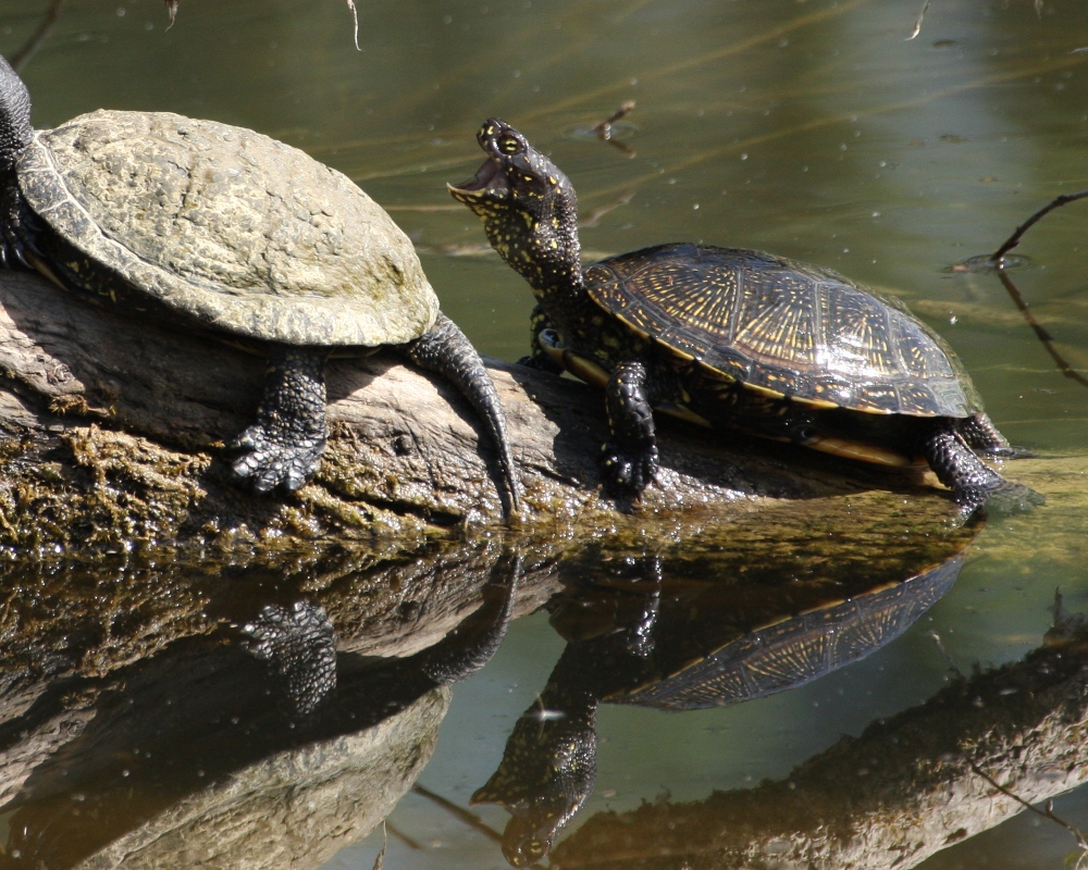 Europäische Sumpfschildkröte