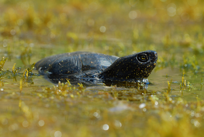 Europäische Sumpfschildkröte