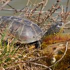 Europäische Sumpfschildkröte (Emys orbicularis)