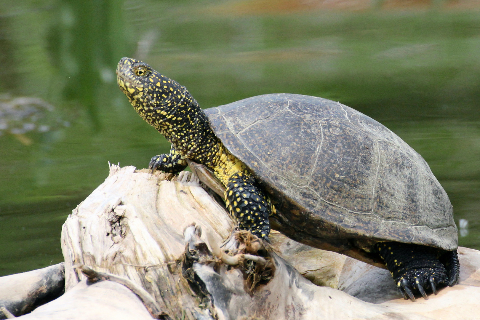 Europäische Sumpfschildkröte (Emys Orbicularis) beim Sonnenbad Foto