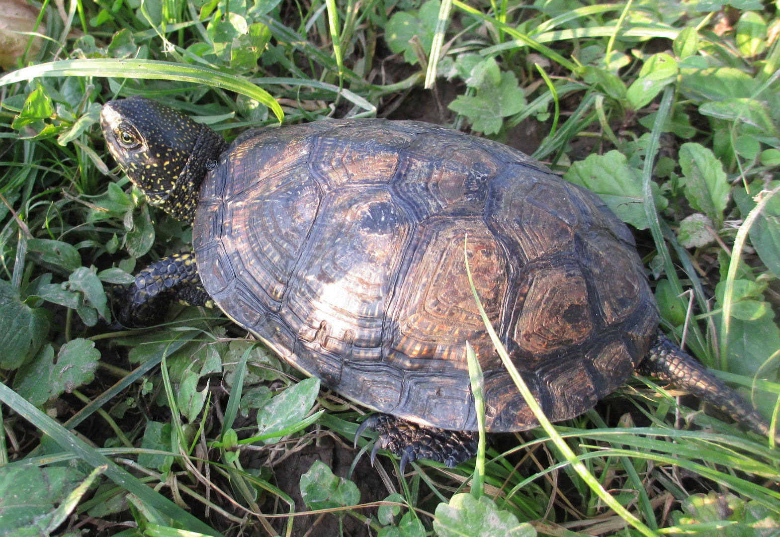 Europäische Sumpfschildkröte Emys orbicularis