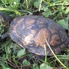 Europäische Sumpfschildkröte Emys orbicularis