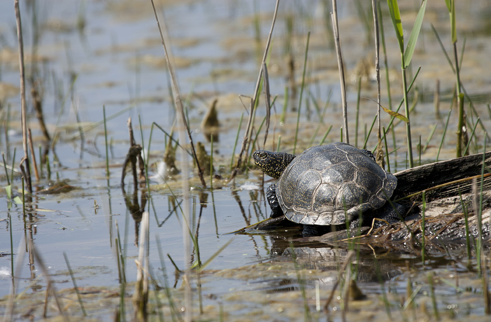 - Europäische Sumpfschildkröte (Emys orbicularis) -