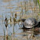 - Europäische Sumpfschildkröte (Emys orbicularis) -