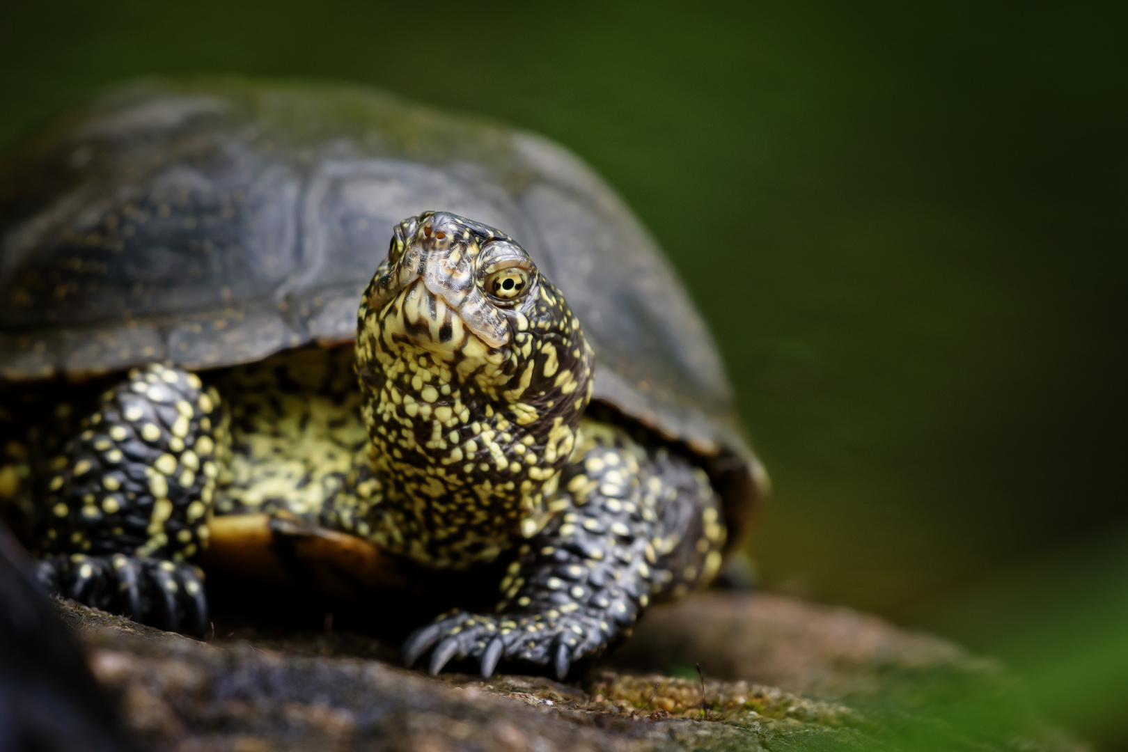 Europäische Sumpfschildkröte