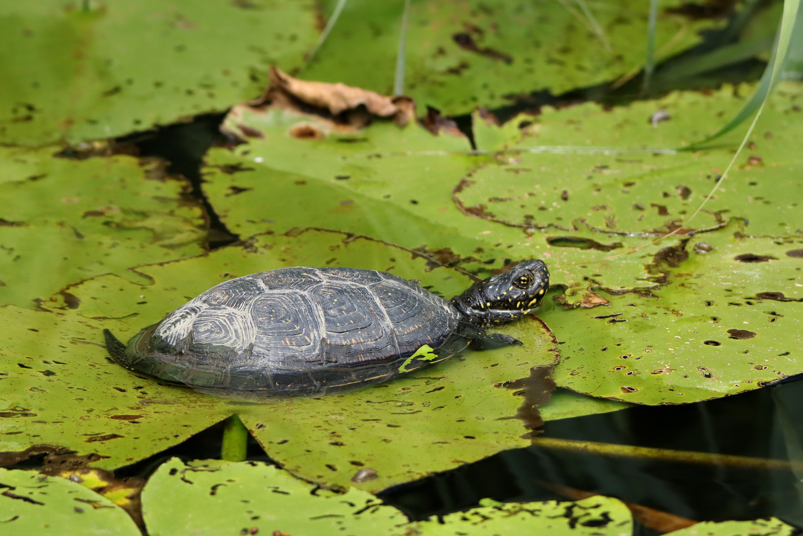 Europäische Sumpfschildkröte