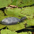 Europäische Sumpfschildkröte