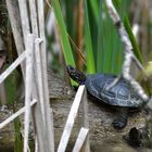 Europäische Sumpfschildkröte