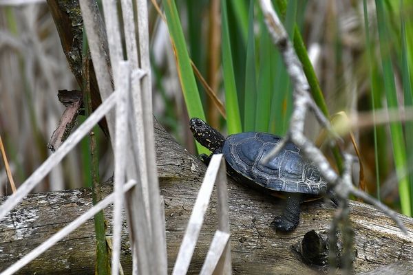Europäische Sumpfschildkröte
