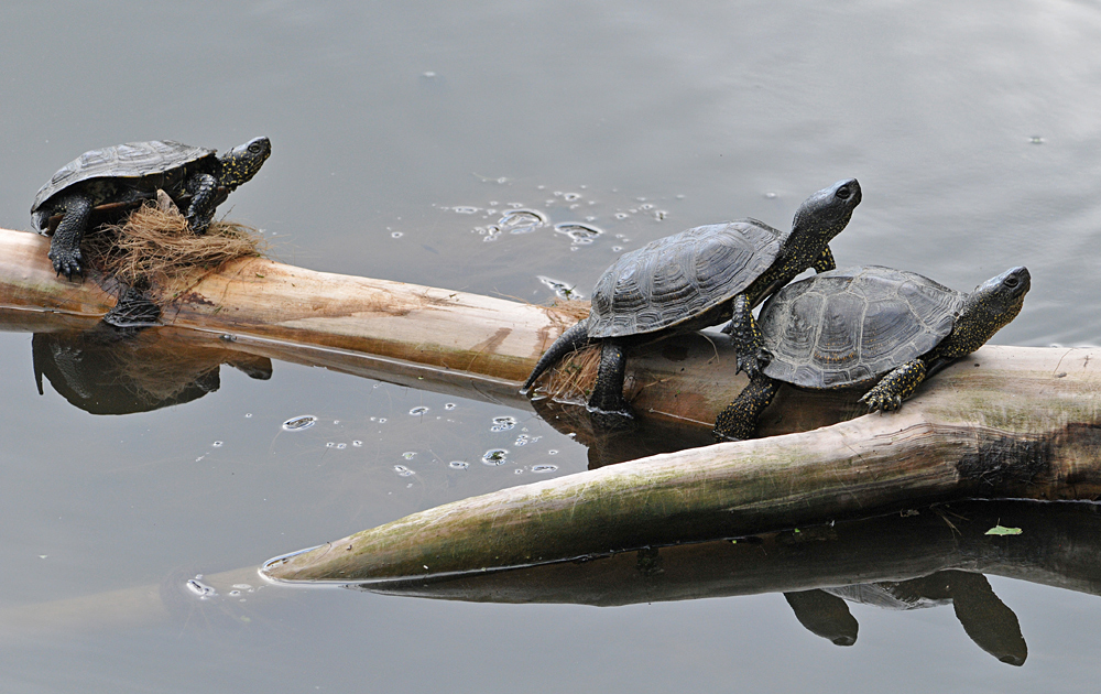 Europäische Sumpfschildkröte: Sonnengenießer 01