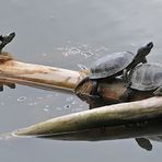 Europäische Sumpfschildkröte: Sonnengenießer 01