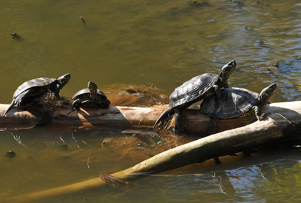 Europäische Sumpfschildkröte: Sonnengenießer 03