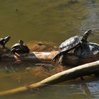 Europäische Sumpfschildkröte: Sonnengenießer 03