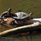 Europäische Sumpfschildkröte: Sonnengenießer 04