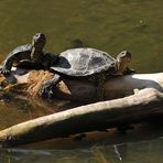 Europäische Sumpfschildkröte: Sonnengenießer 04