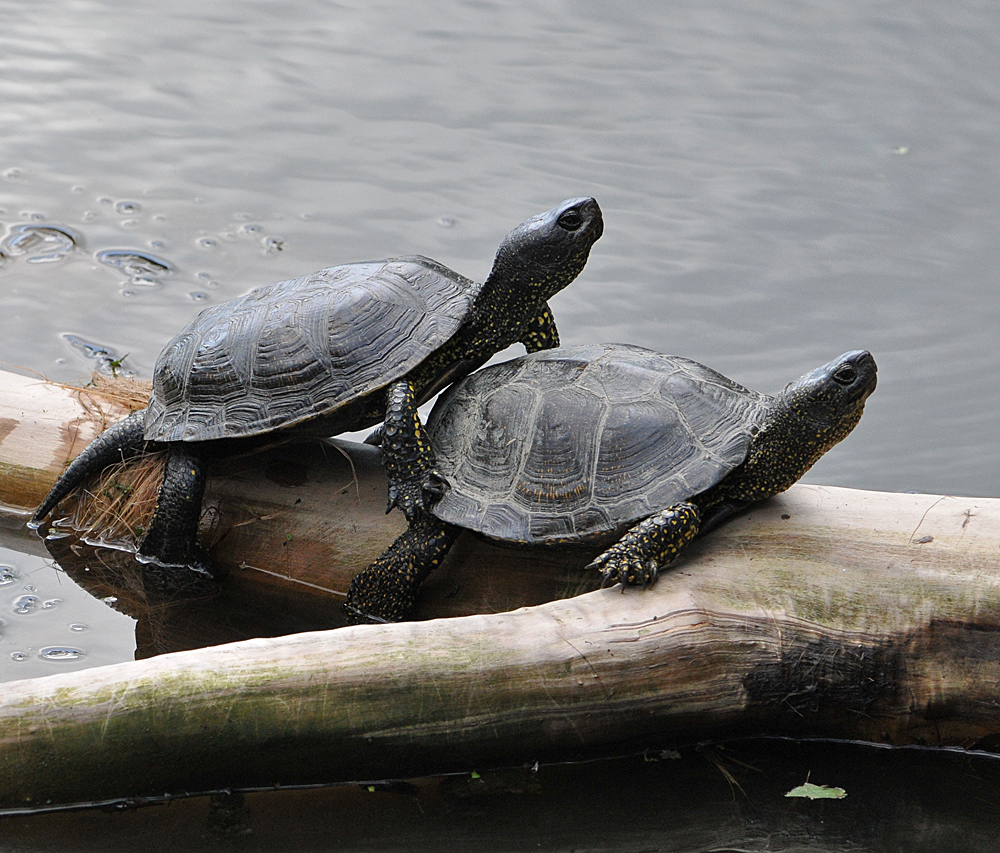 Europäische Sumpfschildkröte: Sonnengenießer 05